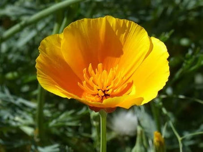 Potted Yellow Eschscholtzia Plant