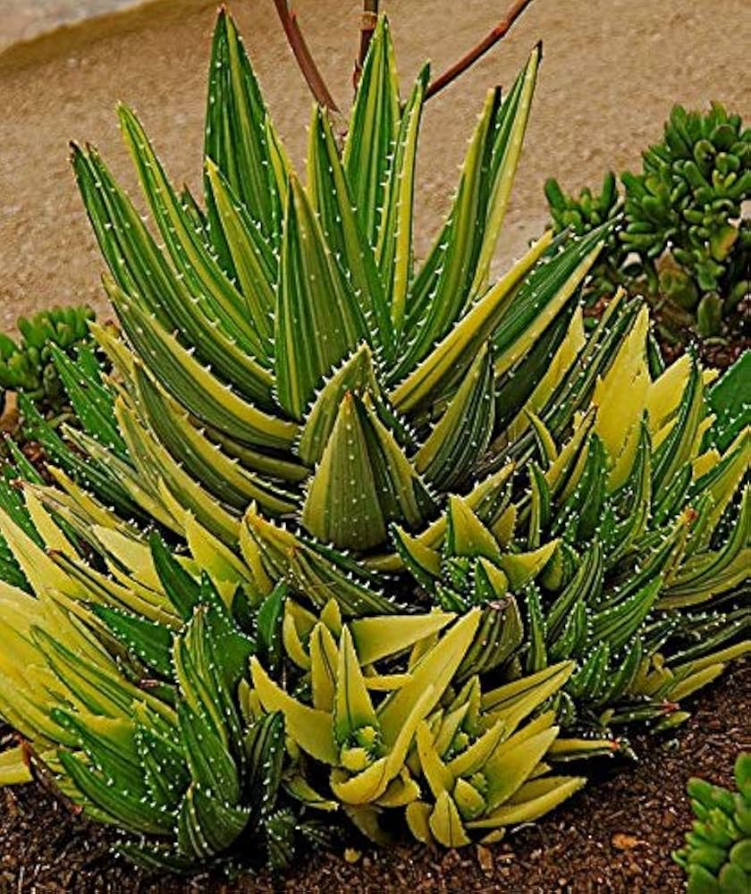 Potted Yellow Green Aloe plant for indoor or balcony garden