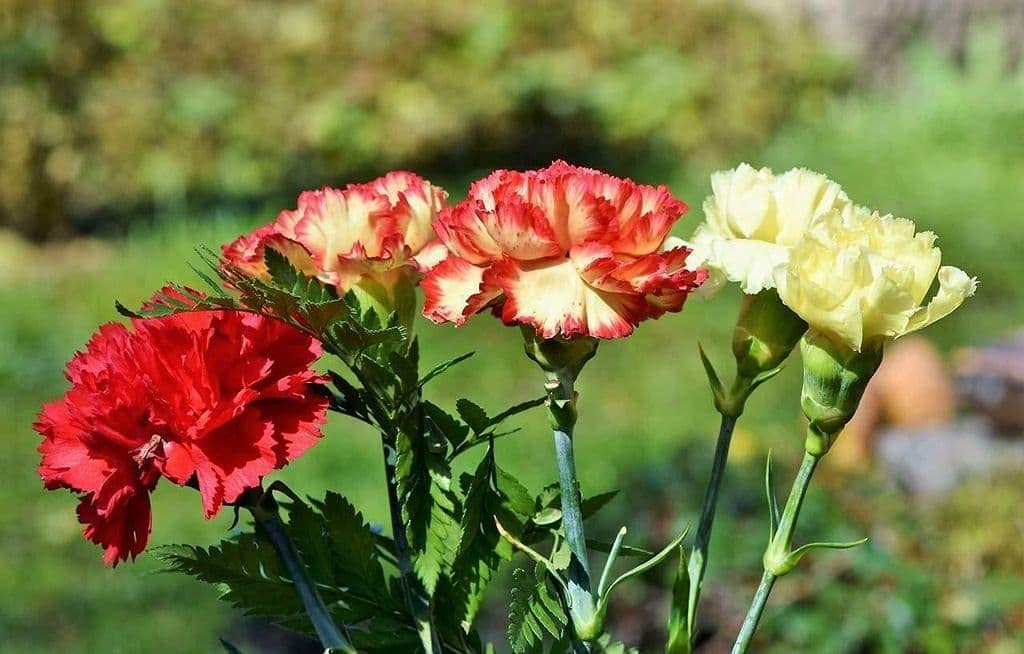 Potted Yellow and Red Carnation Plants for Garden