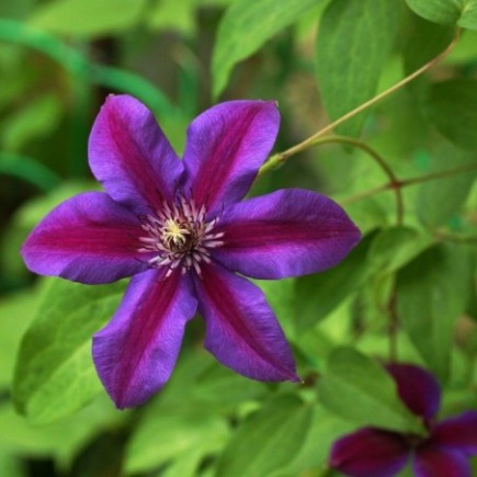 Clematis Red Purple Flower seeds for Planting Cottage Garden Essential, Heirloom & GMO Free Seeds for Home Garden seeds for planting