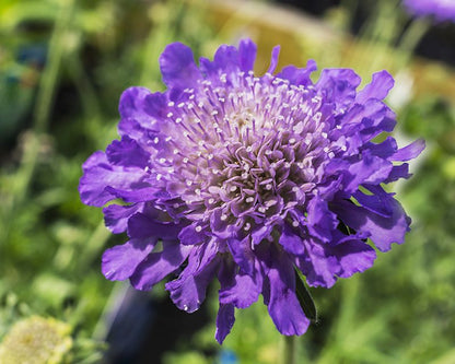 Pincushion Flower seeds for Planting Perfect for Borders Heirloom & GMO Free Seeds for Home Garden