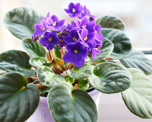 Premium African Violet Flower seeds for Planting Garden Favorite, Heirloom & GMO Free Seeds for Home Garden seeds