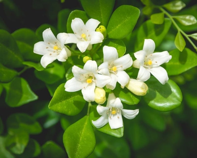 Premium Murraya Paniculata Flower seeds for Planting Long Bloom Season Heirloom & GMO Free Seeds for Home Garden seeds