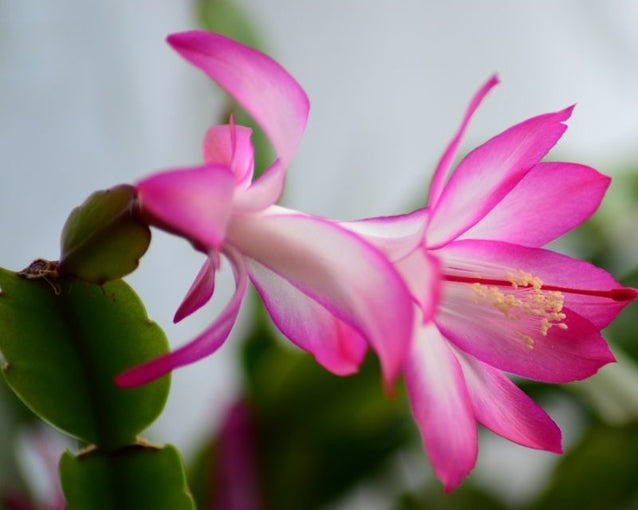 Zygocactus Purple Flower seeds for Planting Shade Tolerant, Heirloom & GMO Free Seeds for Home Garden seeds for planting