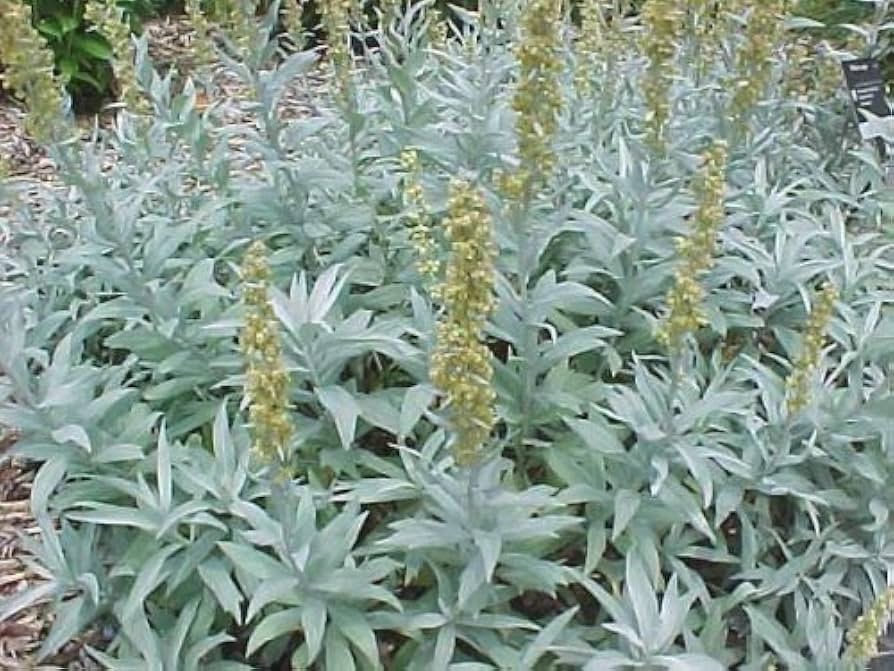 Prairie Sage Flowers Blooming in Full Sun Garden