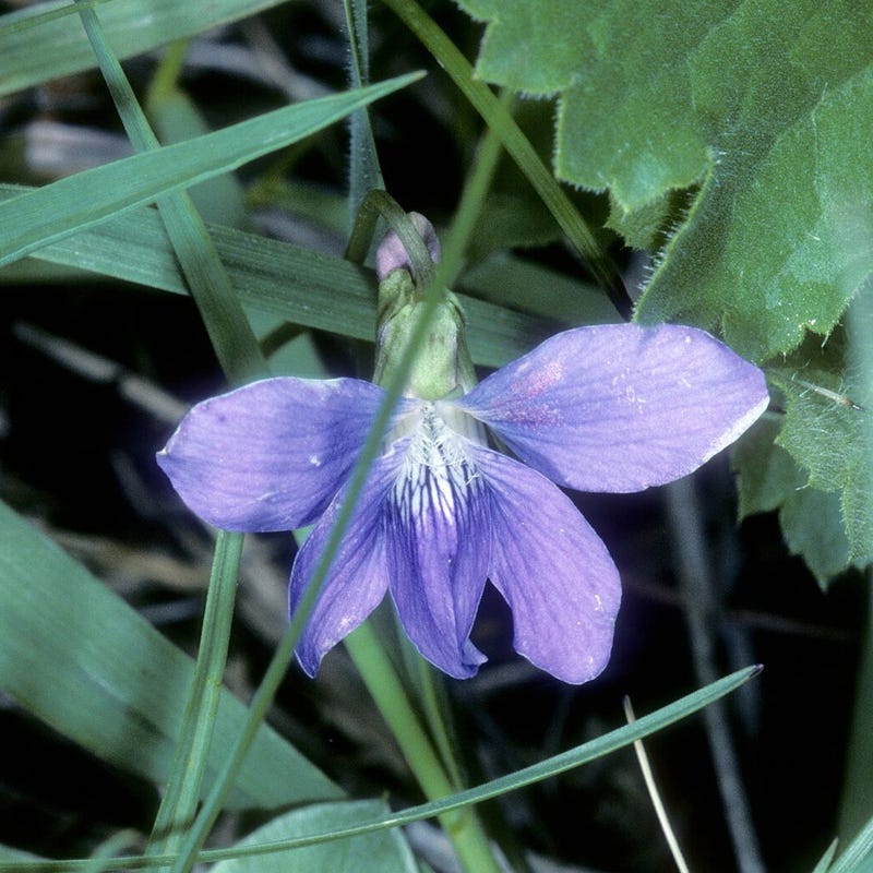 Prairie Viola Flower seeds for Planting, Drought Tolerant Heirloom & GMO Free Seeds for Home Garden