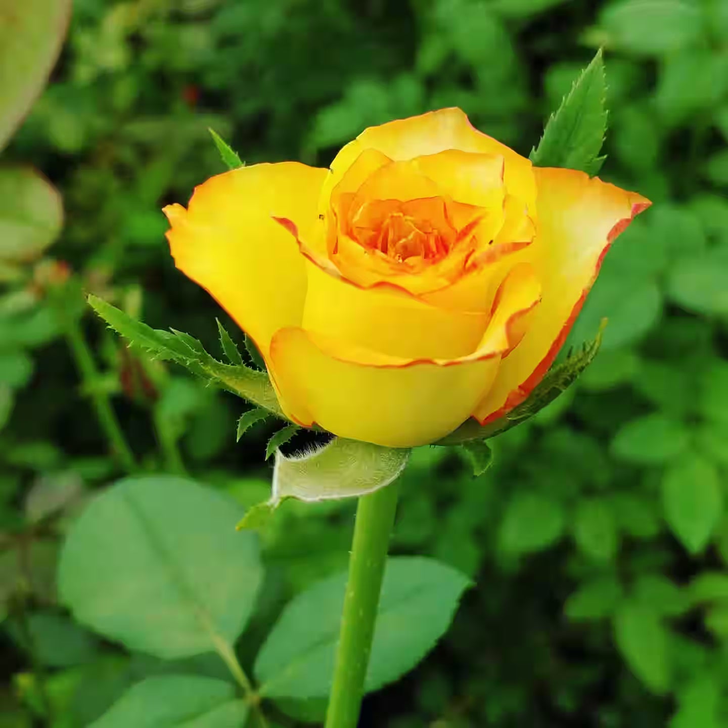 Yellow Rose Flower Seeds for Easy Planting