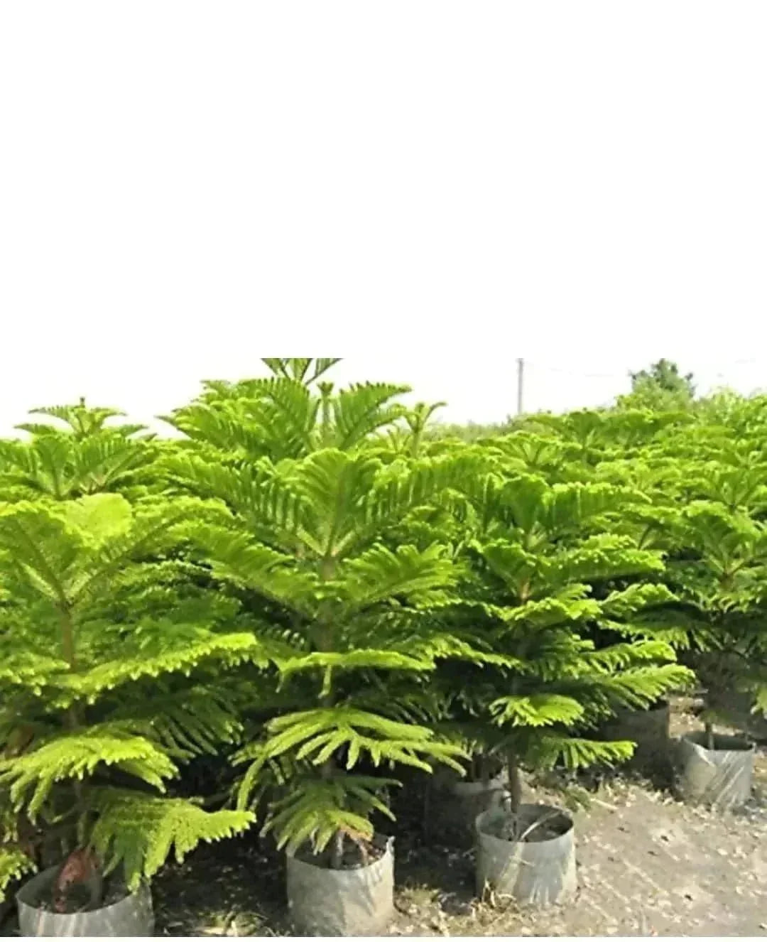 Araucaria Foliage Plant Seeds For Stunning Gardens Seeds