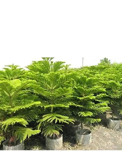 Light Green Araucaria Foliage Seeds For Planting Plant Seeds