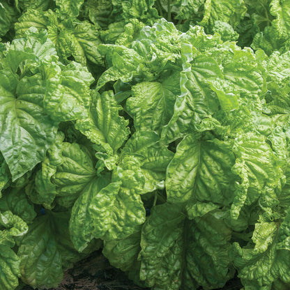 Premium Italian basil seeds USA gardening
