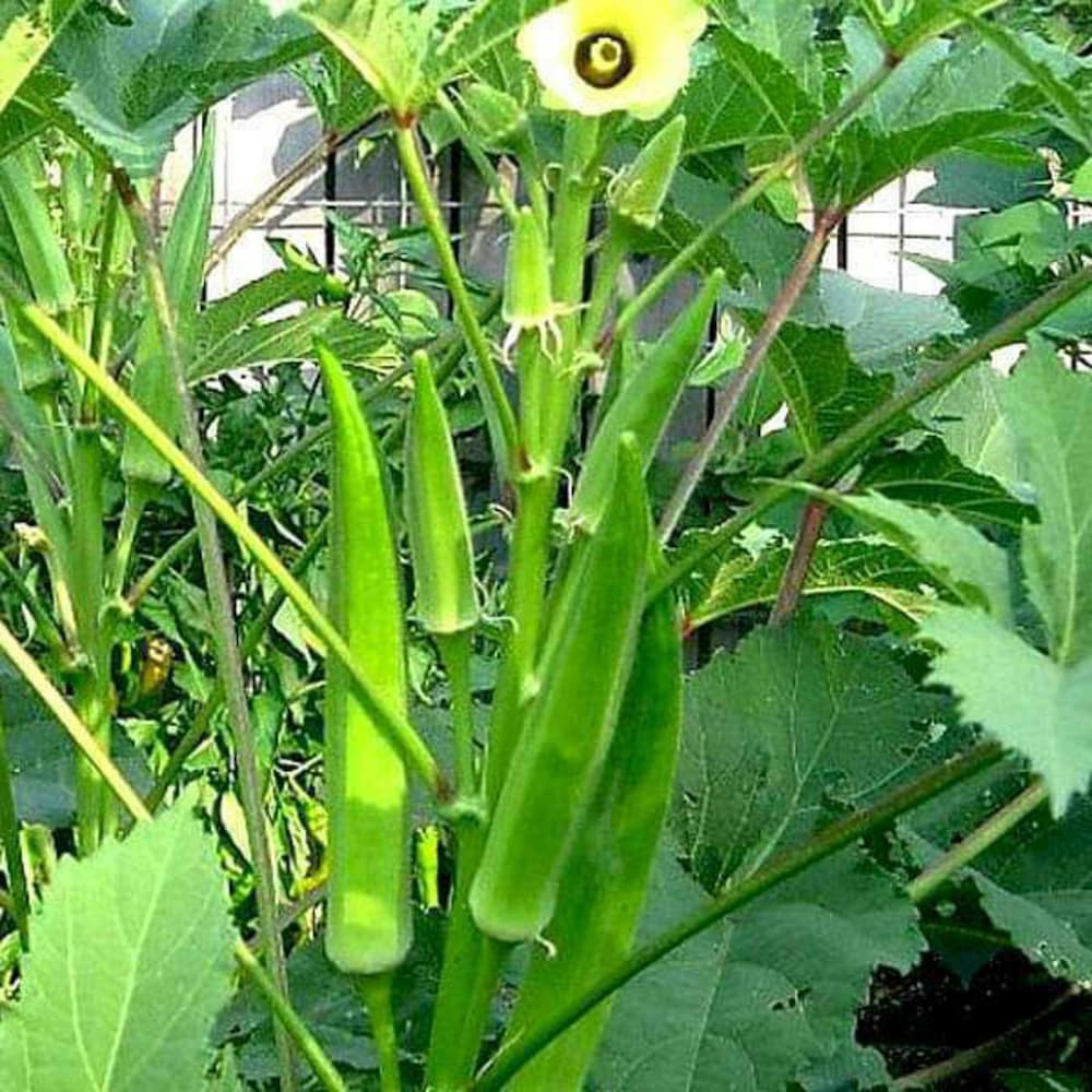 Premium Okra Seeds for Home Planting