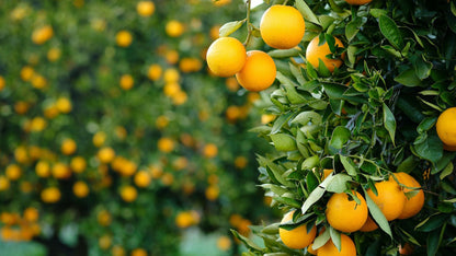 Step-by-Step Guide for Planting Premium Orange Planting Seeds in Your Garden