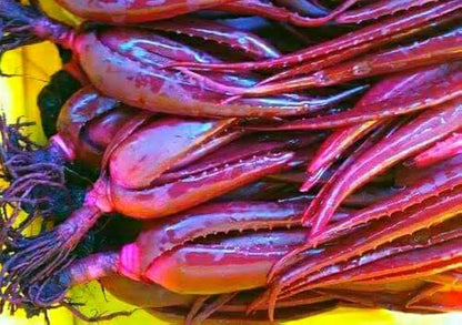 Premium Pink Aloe Vera Seeds for Indoor and Outdoor Planting