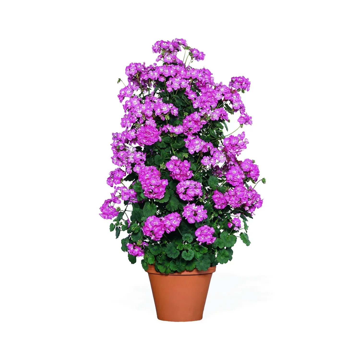 Premium Violet Climbing Geranium Seeds for Hanging Baskets