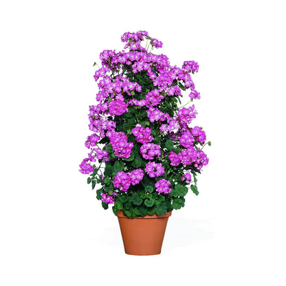Premium Violet Climbing Geranium Seeds for Hanging Baskets