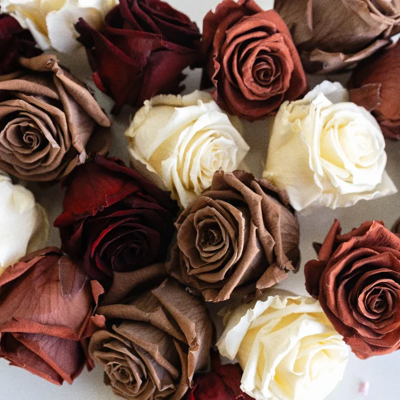 Premium White and Brown Rose Flower seeds for Planting Shade Tolerant, Heirloom & GMO Free Seeds for Home Garden seeds