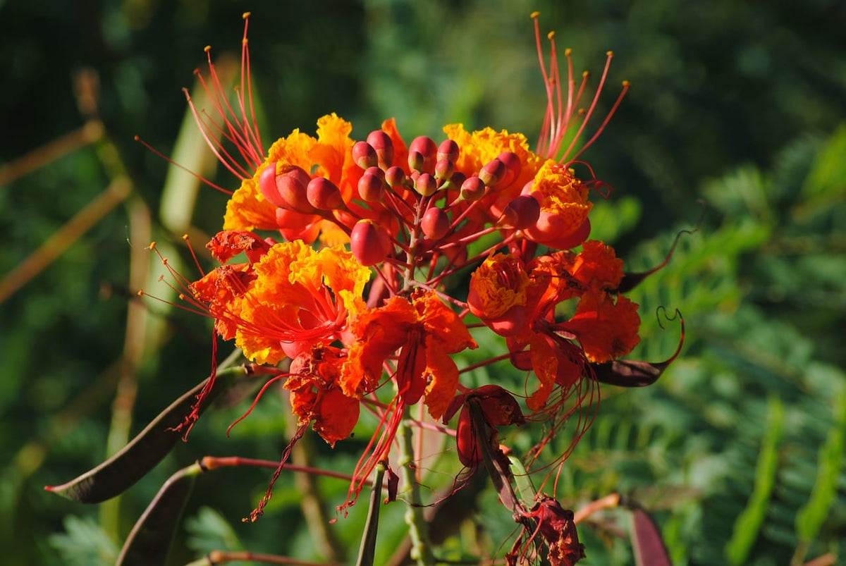 Barbados Flower seeds for Planting Perfect for Borders Heirloom & GMO Free Seeds for Home Garden