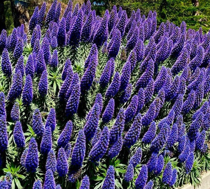 High quality Blue Fastuosum Flower seeds for Planting Easy to Grow, Heirloom & GMO Free Seeds for Home Garden seeds pack