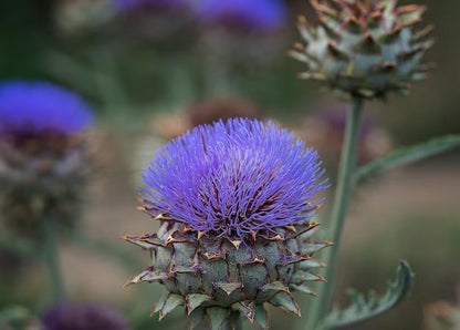 Heirloom Cardo Gigante Flower seeds for Planting Shade Tolerant Heirloom & GMO Free Seeds for Home Garden