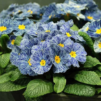 Blue Evening Primrose Flower seeds for Planting Premium Quality Heirloom & GMO Free Seeds for Home Garden