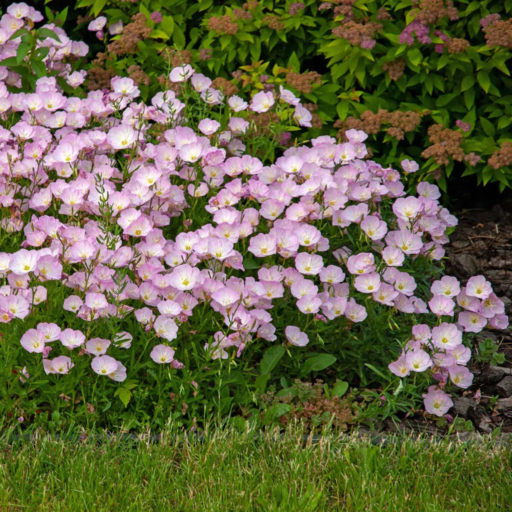High quality Purple Primrose Flower seeds for Planting Sun Loving, Heirloom & GMO Free Seeds for Home Garden seeds pack