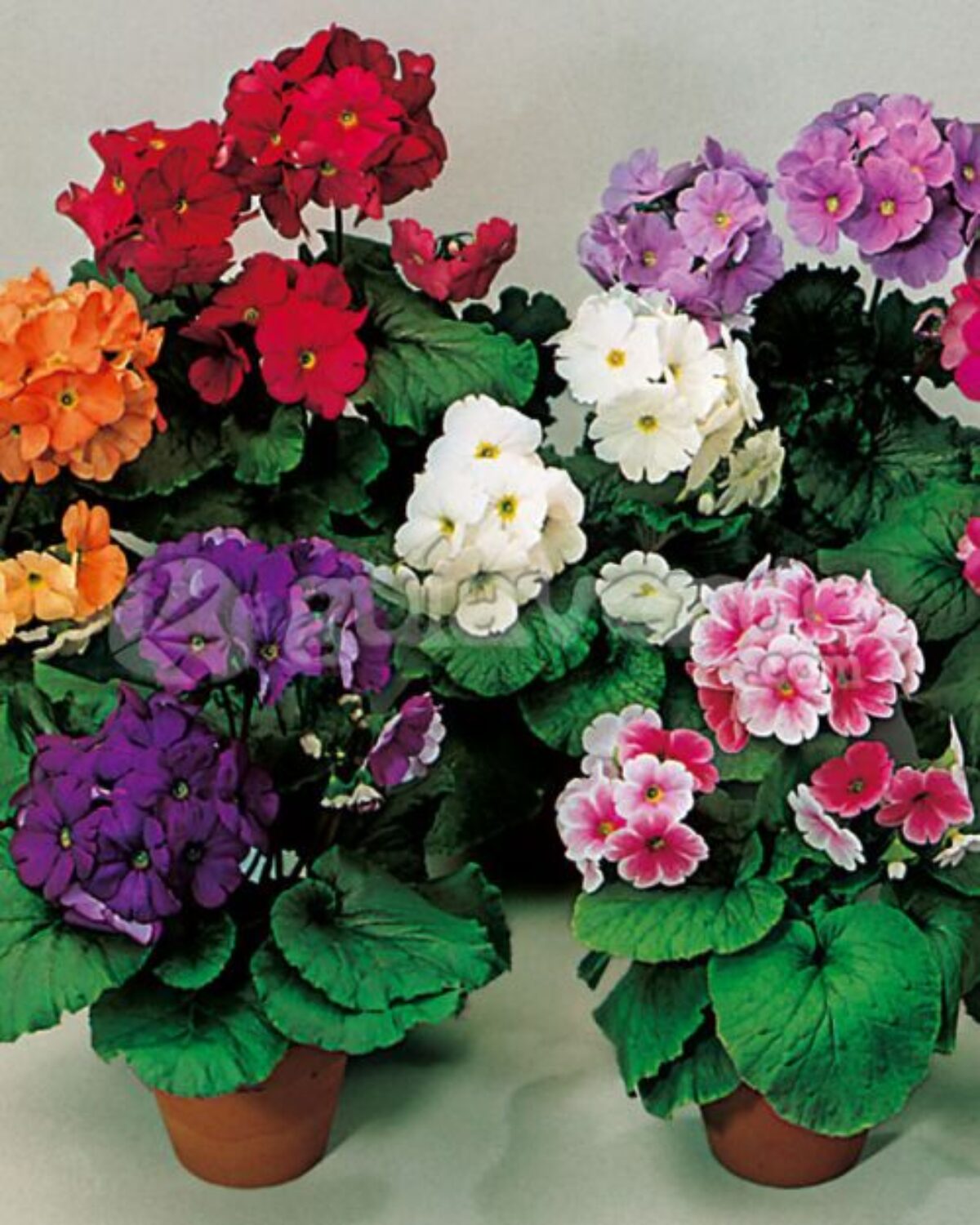 Premium Mixed Primrose OR Primula Obconica Flower Seeds Violet Flower seeds for Planting Long Bloom Season, Heirloom & GMO Free Seeds for Home Garden seeds