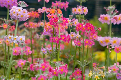 Primula Candelabra Flower seeds for Planting, Vibrant Colors Heirloom & GMO Free Seeds for Home Garden