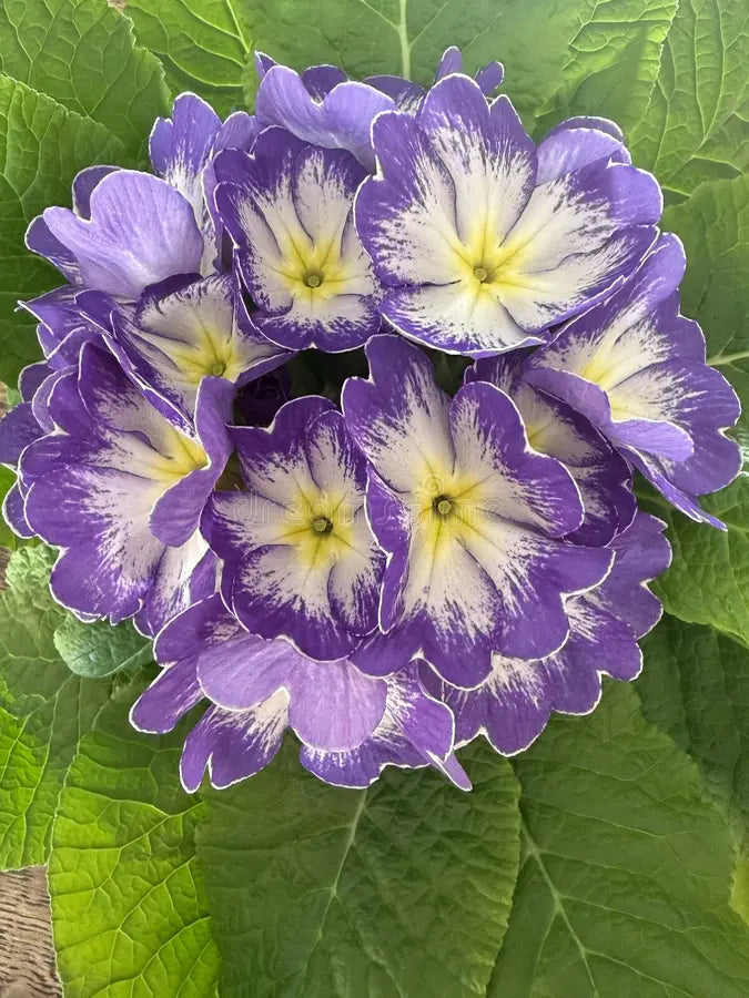 Premium Violet Primula Flower seeds for Planting Long Bloom Season, Heirloom & GMO Free Seeds for Home Garden seeds