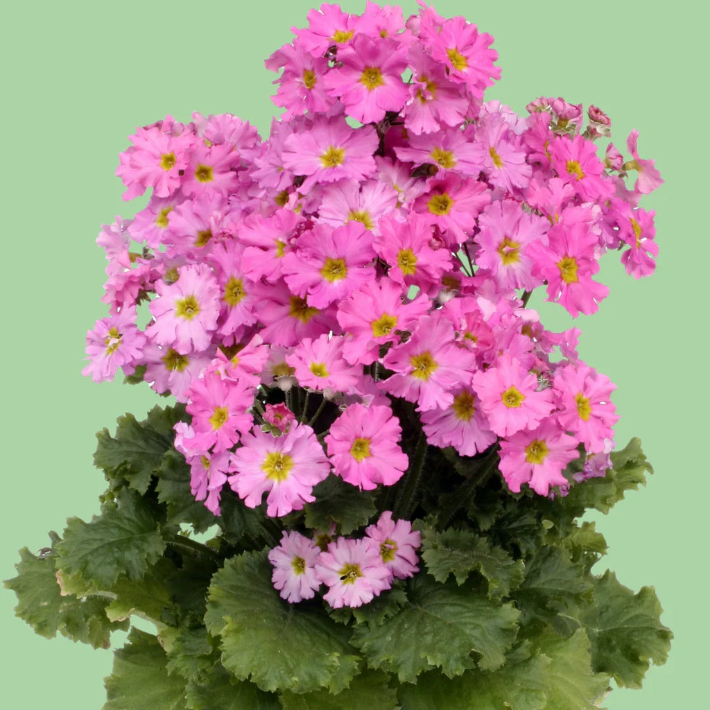Primula Flower seeds for Planting Long Bloom Season, Heirloom & GMO Free Seeds for Home Garden vegetable and garden seeds