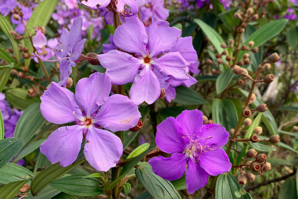 High quality Purple Tibouchina Flower seeds for Planting Shade Tolerant, Heirloom & GMO Free Seeds for Home Garden seeds pack