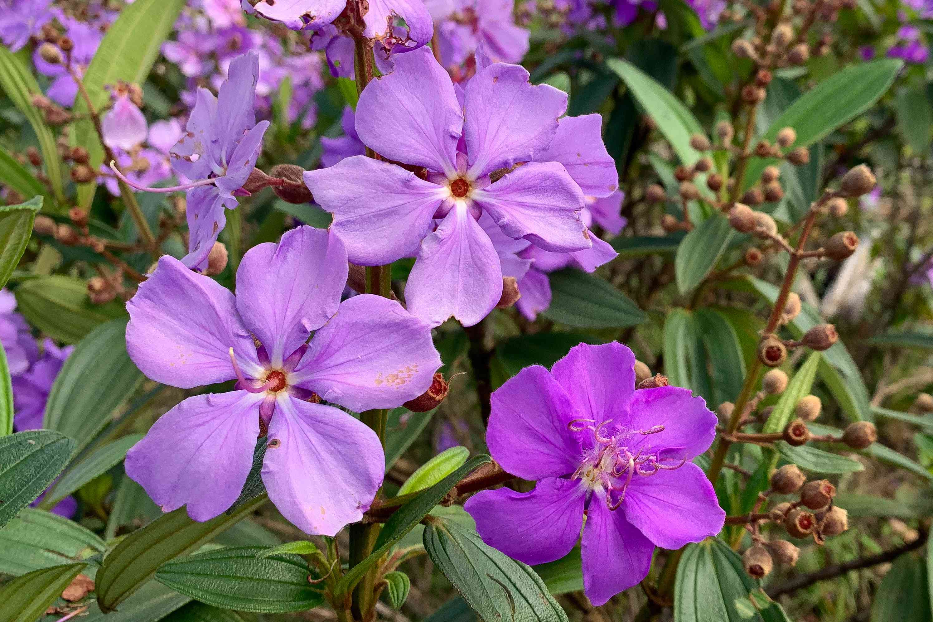 High quality Purple Tibouchina Flower seeds for Planting Shade Tolerant, Heirloom & GMO Free Seeds for Home Garden seeds pack