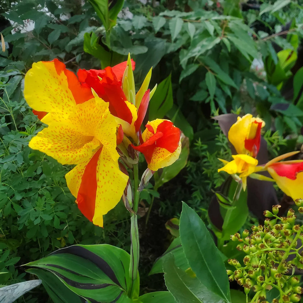Cleopatra Flower seeds for Planting Seasonal Bloomer, Heirloom & GMO Free Seeds for Home Garden vegetable and garden seeds
