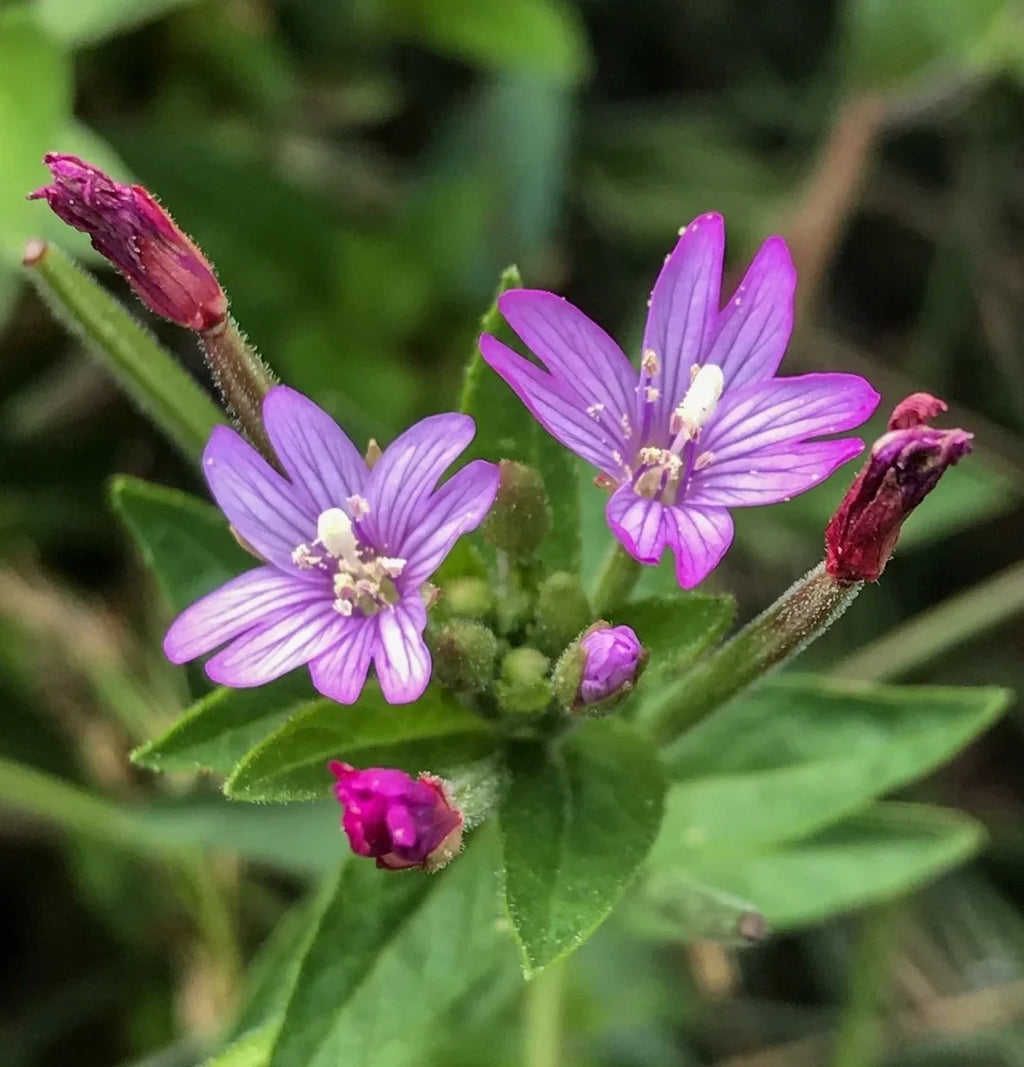 Premium Epilobium Glandulosum Flower seeds for Planting Easy to Grow, Heirloom & GMO Free Seeds for Home Garden seeds