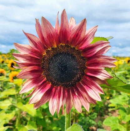 Sunflower Flower seeds for Planting Vibrant Colors Heirloom & GMO Free Seeds for Home Garden