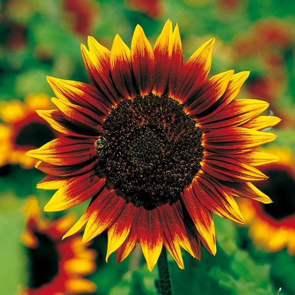 High quality Orange Red SunFlower seeds for Planting Fragrant Blossoms, Heirloom & GMO Free Seeds for Home Garden seeds pack