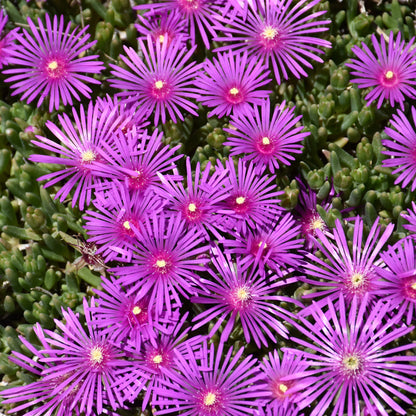 Fuschia Ice Flower seeds for Planting Hardy Variety Heirloom & GMO Free Seeds for Home Garden