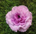 Lavender Carnation Flower seeds for Planting Wildflower Mix, Heirloom & GMO Free Seeds for Home Garden seeds for planting