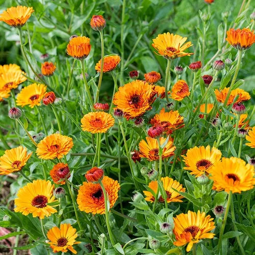 Calendula Flower seeds for Planting Seasonal Bloomer Heirloom & GMO Free Seeds for Home Garden