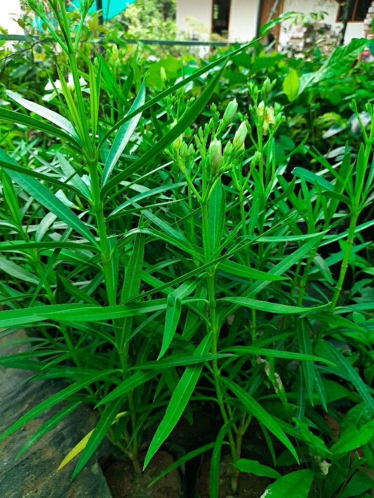 Premium Tarragon Flower seeds for Planting Cottage Garden Essential, Heirloom & GMO Free Seeds for Home Garden seeds