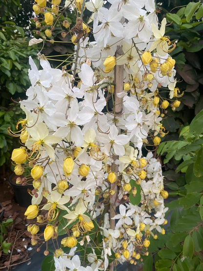 Cassia Flower seeds for Planting Hardy Variety Heirloom & GMO Free Seeds for Home Garden