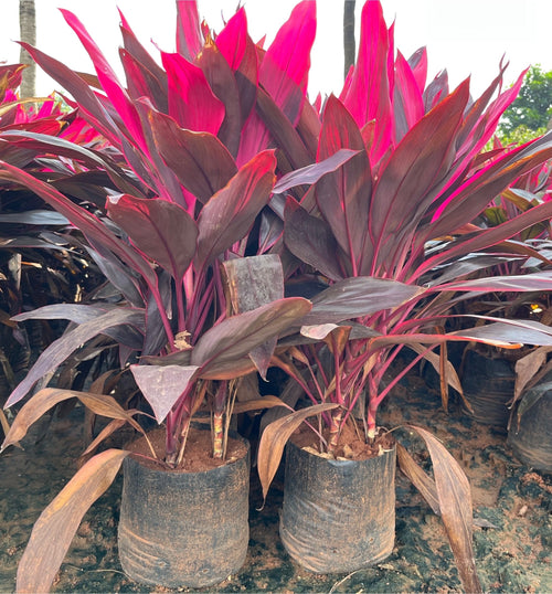 Premium Cordyline Rubra Flower seeds for Planting Wildflower Mix, Heirloom & GMO Free Seeds for Home Garden seeds