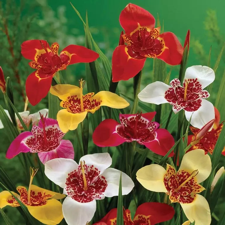 High quality Red Tigridia Pavonia Flower seeds for Planting Bright Blooms, Heirloom & GMO Free Seeds for Home Garden seeds pack