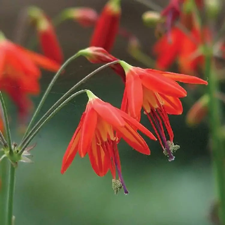Orange Coral Drops Flower seeds for Planting Vibrant Colors, Heirloom & GMO Free Seeds for Home Garden vegetable and garden seeds