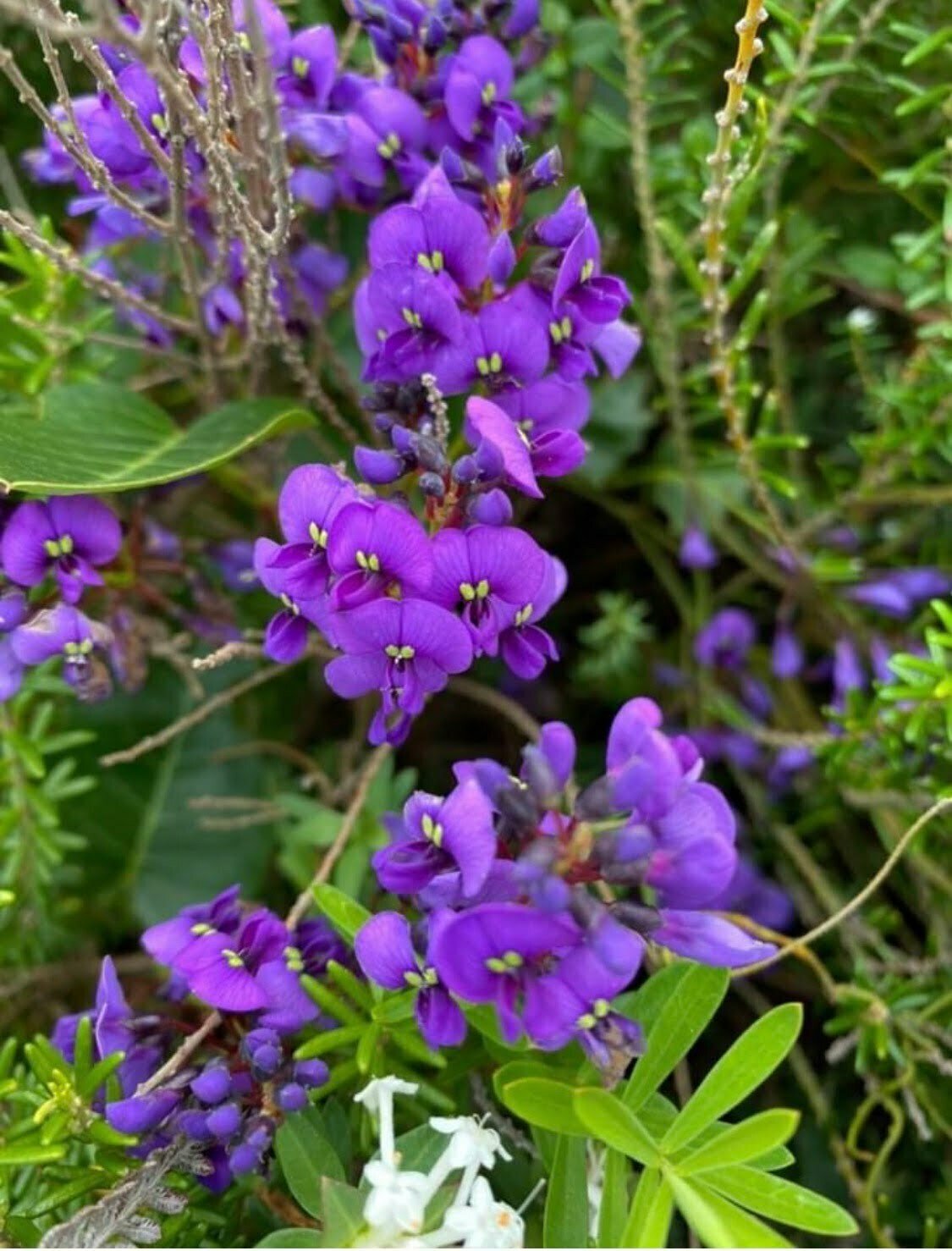Hardenbergia Flower seeds for Planting Hardy Variety Heirloom & GMO Free Seeds for Home Garden