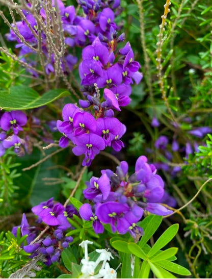 Hardenbergia Flower seeds for Planting Hardy Variety Heirloom & GMO Free Seeds for Home Garden