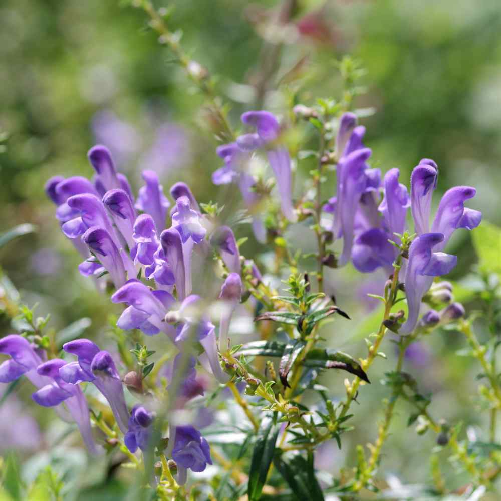 Green Scutellaria Baicalensis Flower seeds for Planting - Wildflower Mix, Heirloom & GMO Free Seeds for Home Garden