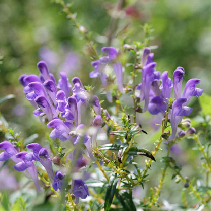 Green Scutellaria Baicalensis Flower seeds for Planting - Wildflower Mix, Heirloom & GMO Free Seeds for Home Garden