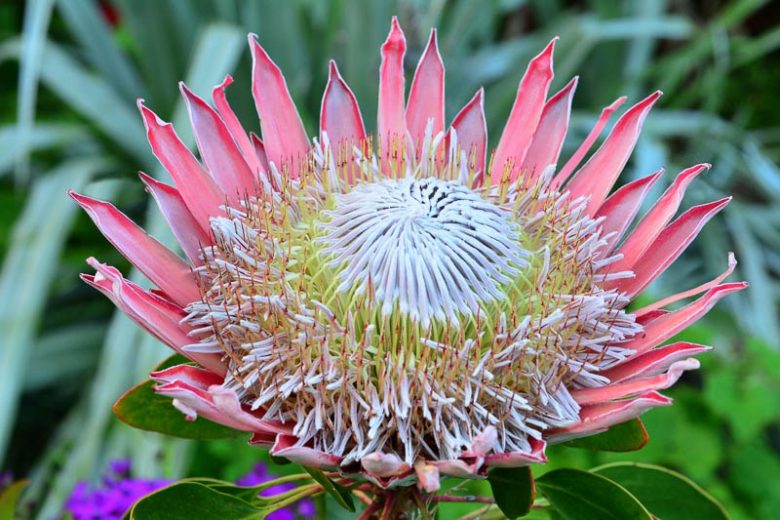 Pink White Protea Flower seeds for Planting Wildflower Mix, Heirloom & GMO Free Seeds for Home Garden vegetable and garden seeds