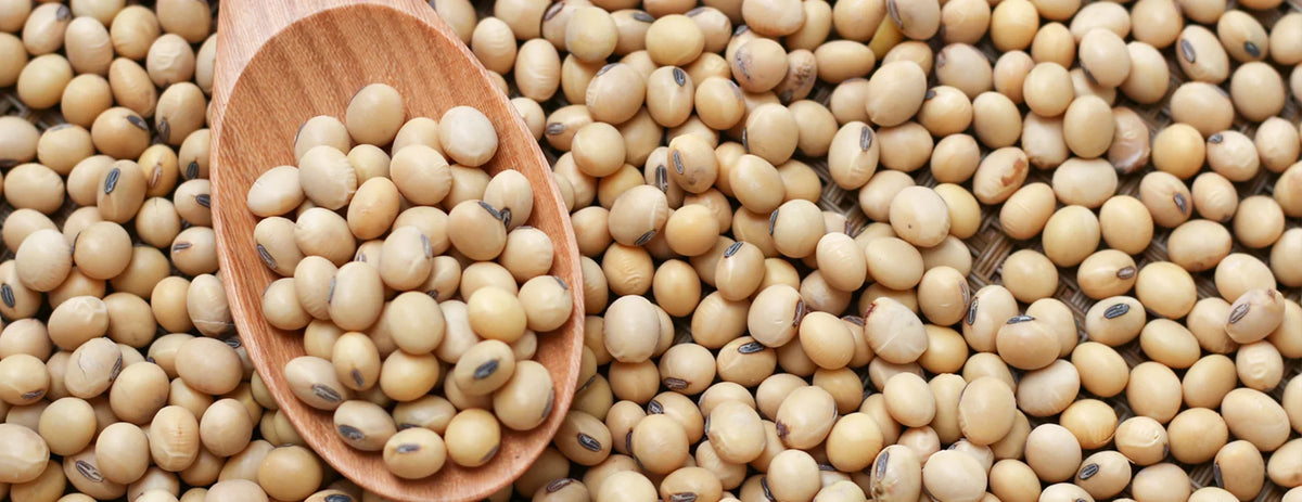 Protein rich soybean seeds non GMO for planting