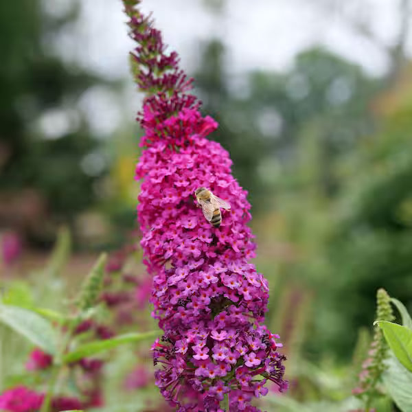 Pink Butterfly Bush Flower seeds for Planting Low Maintenance, Heirloom & GMO Free Seeds for Home Garden vegetable and garden seeds